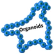Organoid Culture Cytokines